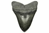 Fossil Megalodon Tooth - Massive River Meg #259699-1